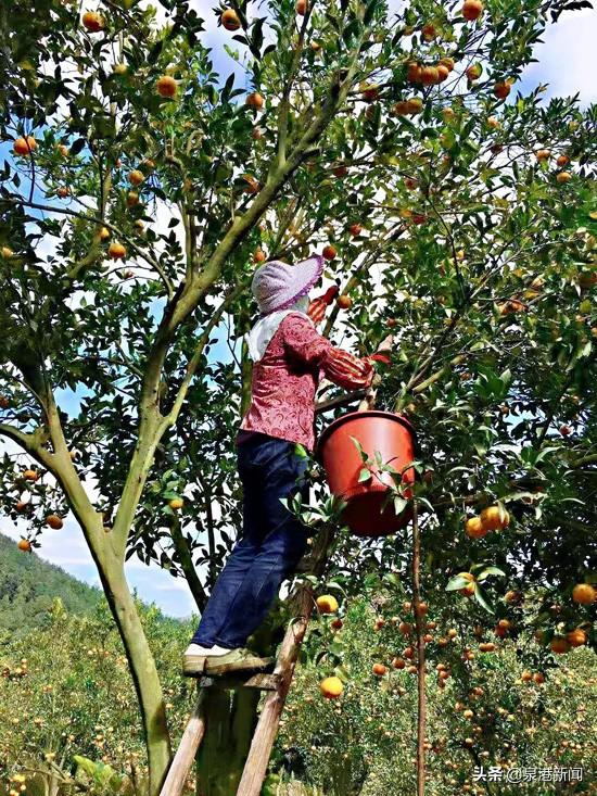 笔架林场迈向绿色繁荣新篇章，最新发展规划揭秘