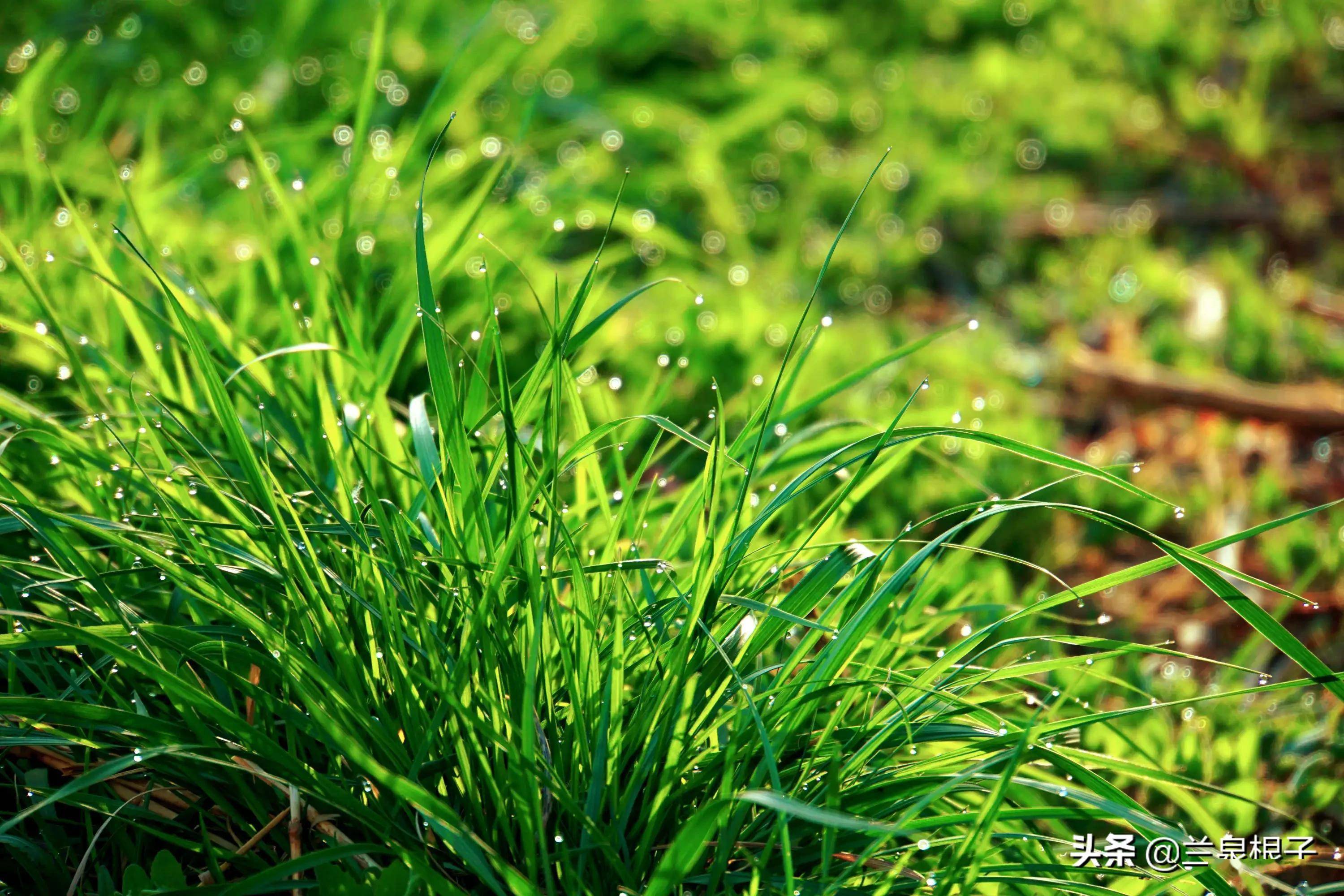 探索小草奇妙世界，最新地址的独特魅力揭秘